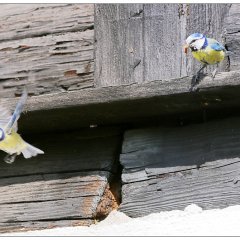 Blaumeisen in der Köhlerhütte (2017)