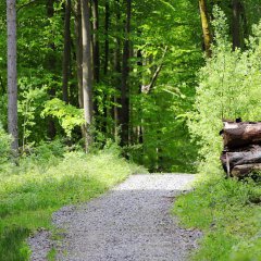 Waldweg im Erzgebirge (2017)