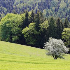 Frühling im Erzgebirge (2017)